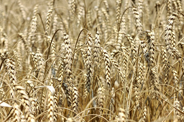 Ears of golden wheat closeup in sunny summer day - abstract background