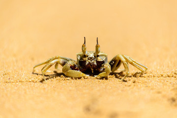 land crab on the Beach in Thailand