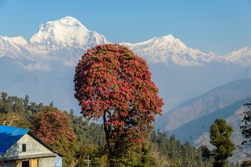 Rhododendron in front of Annapurna peak, Nepal