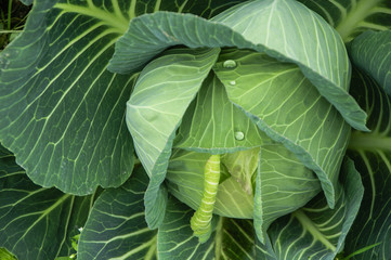 Fototapeta premium The cabbage closeup
