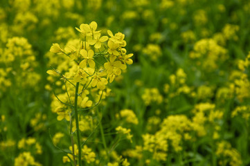 The rape flowers closeup 