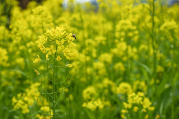 The rape flowers closeup 