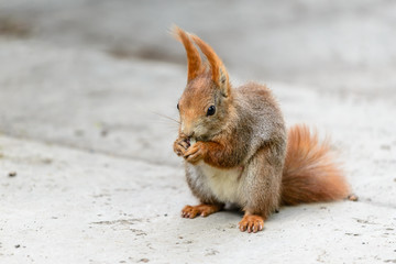 small squirrel 