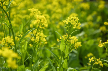 The rape flowers closeup 