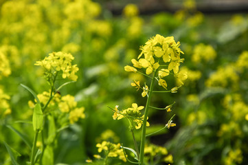 The rape flowers closeup 