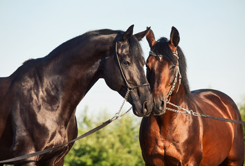 portrait of two Trakehner stallions in meadow
