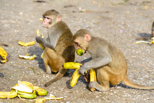 Monkeys close to Monkey Temple