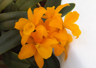 Orange phalaenopsis orchid flower