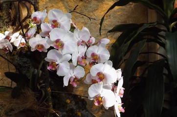 Beautifull phalaenopsis orchid with white flowers