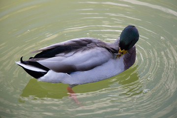 A duck cleans feathers in a green water pond.