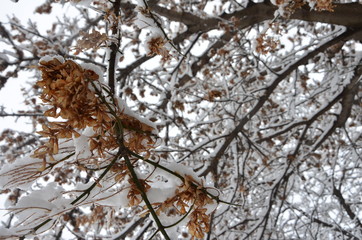 Acer Seeds With Snow