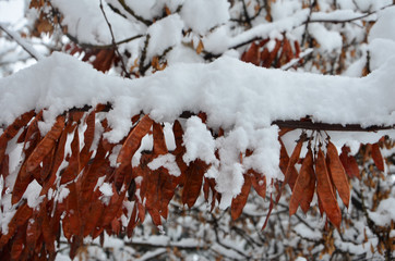 Cercis Siliquastrum (Erguvan) With Snow