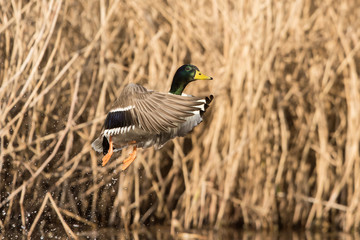 Mallard, Duck, Anas platyrhynchos