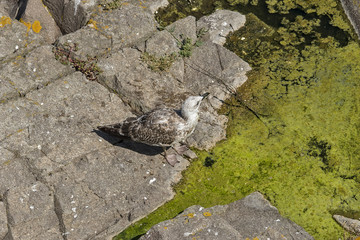 Seagull on the dirty sea coast