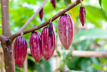 Cocoa fruit on a tree
