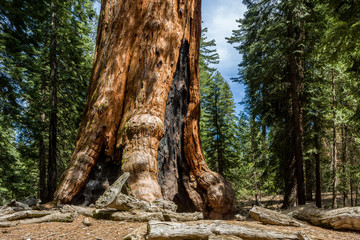 Grizzly Giant Sequoia tree at Yosemite NP, CA, USA