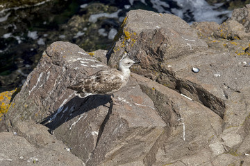 Seagull on the dirty sea coast