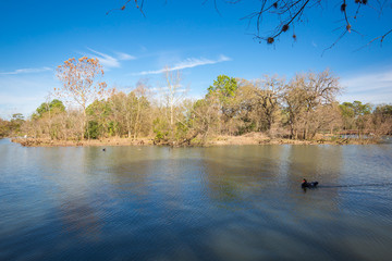 Bird Island in Houston Hermann park conservancy Mcgovern lake in winter Texas