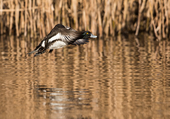 Tufted Duck, Aythya fuligula