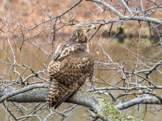  red-tailed hawk, Buteo jamaicensis