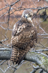  red-tailed hawk, Buteo jamaicensis