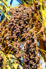 Dates in the Oasis of Garmeh