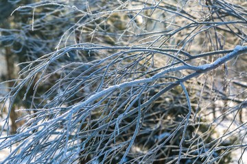 Winter tree branches with rime
