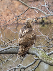  red-tailed hawk, Buteo jamaicensis