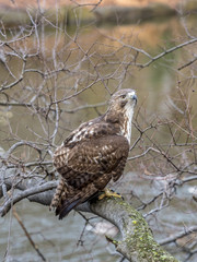  red-tailed hawk, Buteo jamaicensis