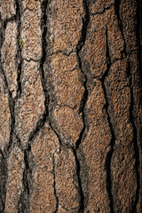 Bark of a huge pine tree at Yosemite NP, CA, USA