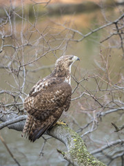  red-tailed hawk, Buteo jamaicensis