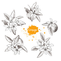 Set of isolated hand drawn oranges and flowers in sketch style. 