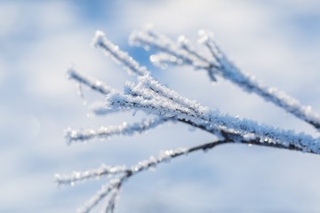 Plants with rime in close up