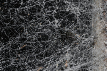 Spider in the web