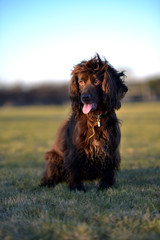 Fototapeta premium Spaniel