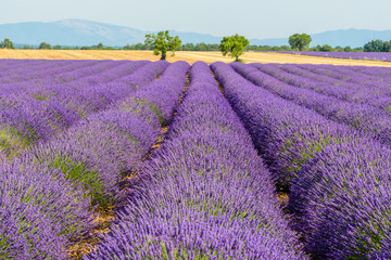 Plakat lavender field in the Provence