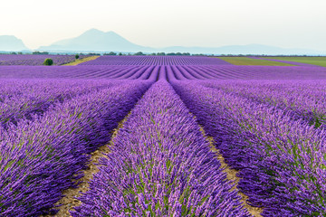 Fototapeta na wymiar lilac lavender fields surrounded by mountains, Provence