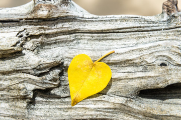 heart shaped yellow leaf on a wooden brunch
