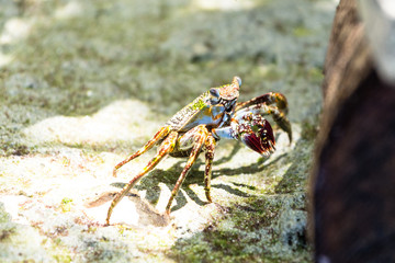 crab walking on the beach