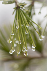 gotas de rocio