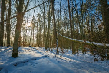 Winter forest at sunny day