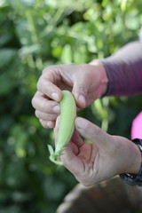えんどうまめ　野菜