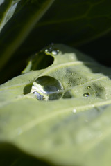 水玉　しずく　水滴