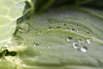 水玉　水滴
