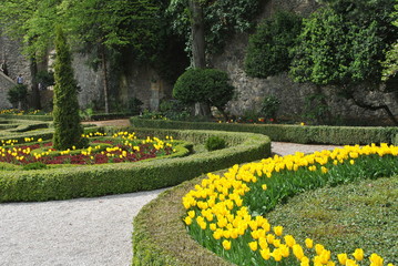 Naklejka premium Tulipany w ogrodzie