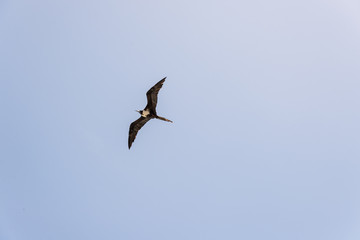 Magnificent frigatebird (Fregata magnificens)