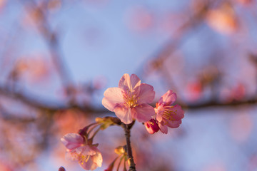 夕日を浴びる十月桜
