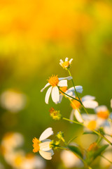 Grass flower causes the allergic symptoms
