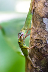 male lizards fighting for the female
