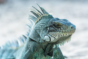 grey blue iguana
